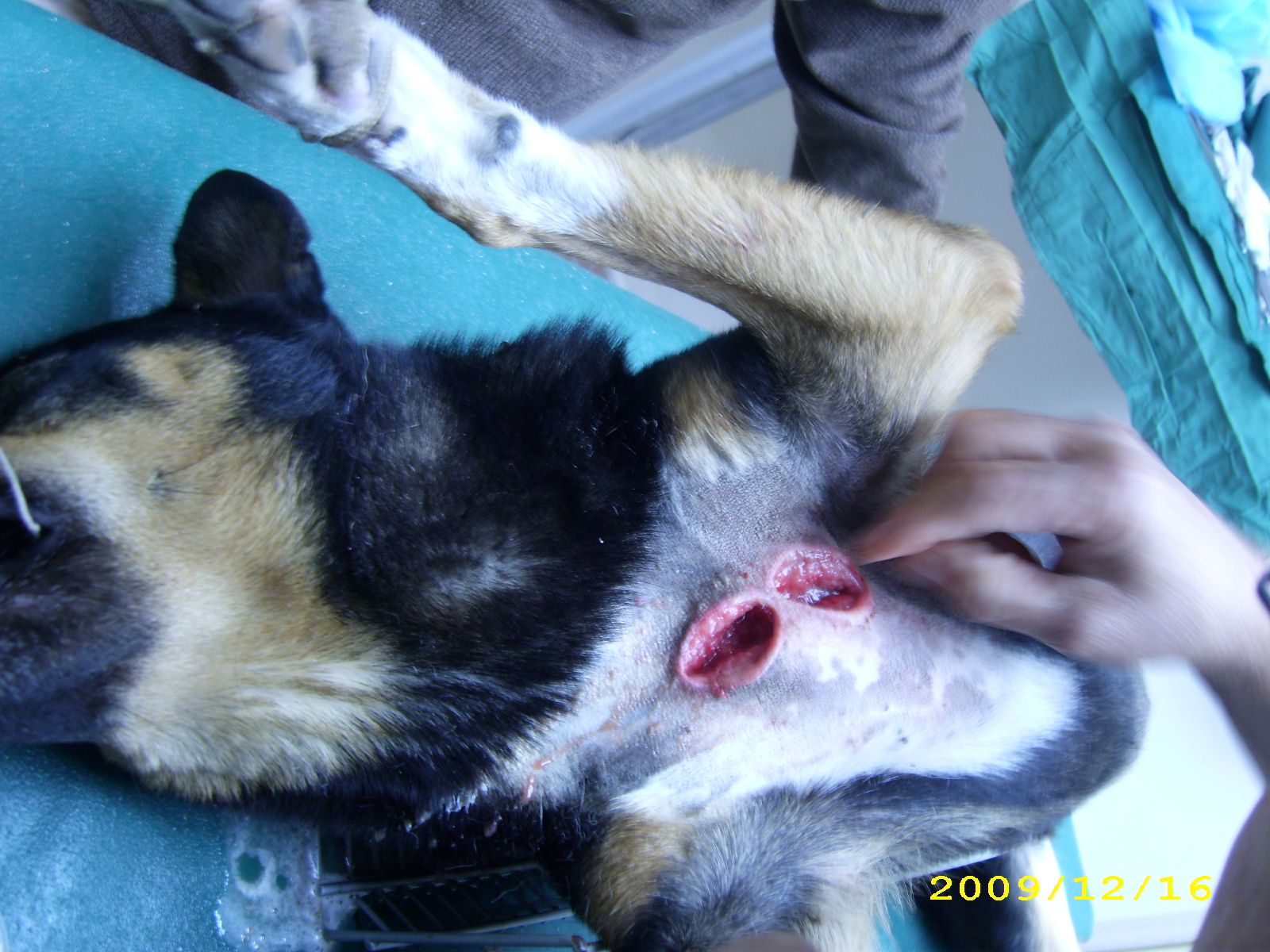 1261110570---qq (2).JPG